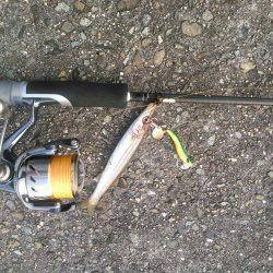 朝マヅメにチヌトップゲーム